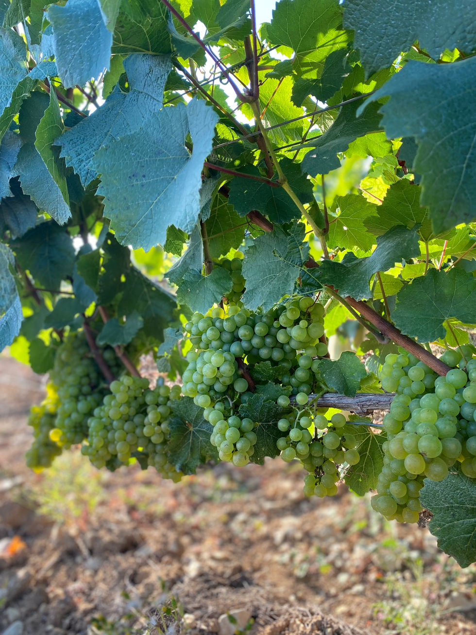 DPF Grappes de raisins mures