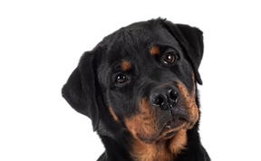 puppy-rottweiler-front-white-background 1.png