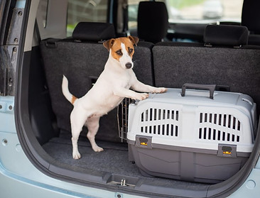 puppy transport 2.jpg