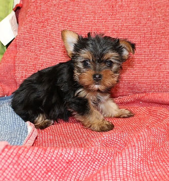 Teacup Yorkie Male Leek.jpg