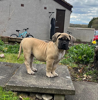Boerboel Female Kali.jpg