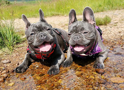 French Bulldog (1).jpg