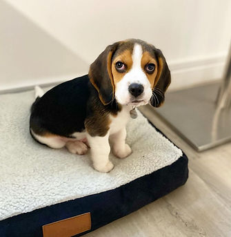 Beagle Male Archie.jpg