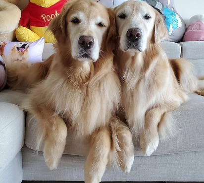 Golden Retriever 1.jpg