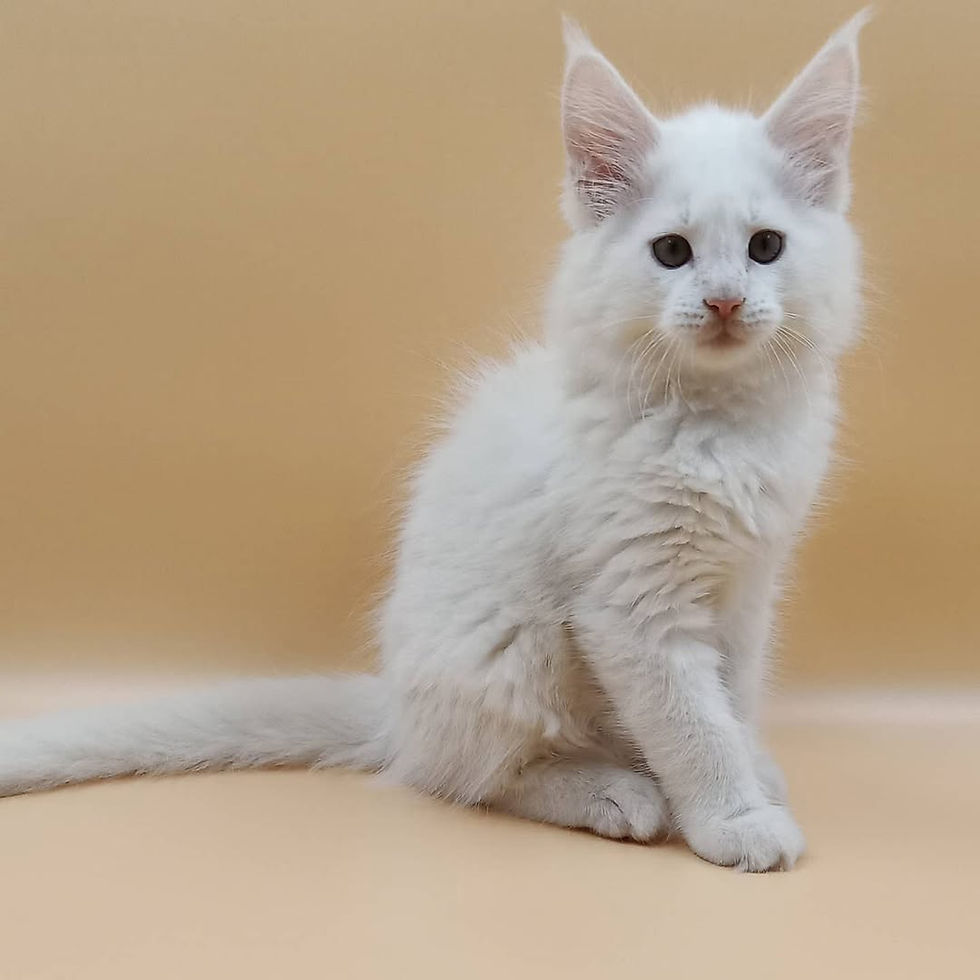 Male Maine Coon - Ice.jpg