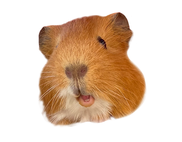 Guinea pig headshot-1.png