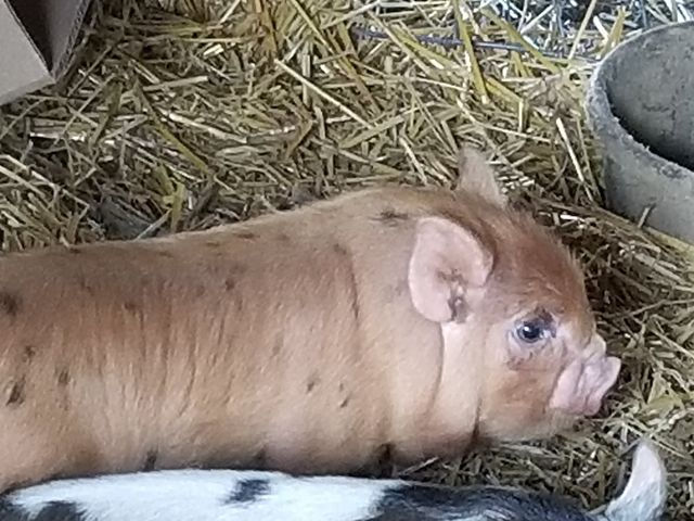 Thumbnail: Mostly Solid, Few Spots Ginger Male Piglet