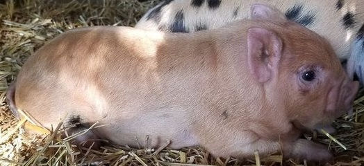 Thumbnail: Solid, Very Few Light Spots, Ginger Male Piglet