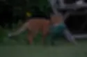 Cover_Fox.webp