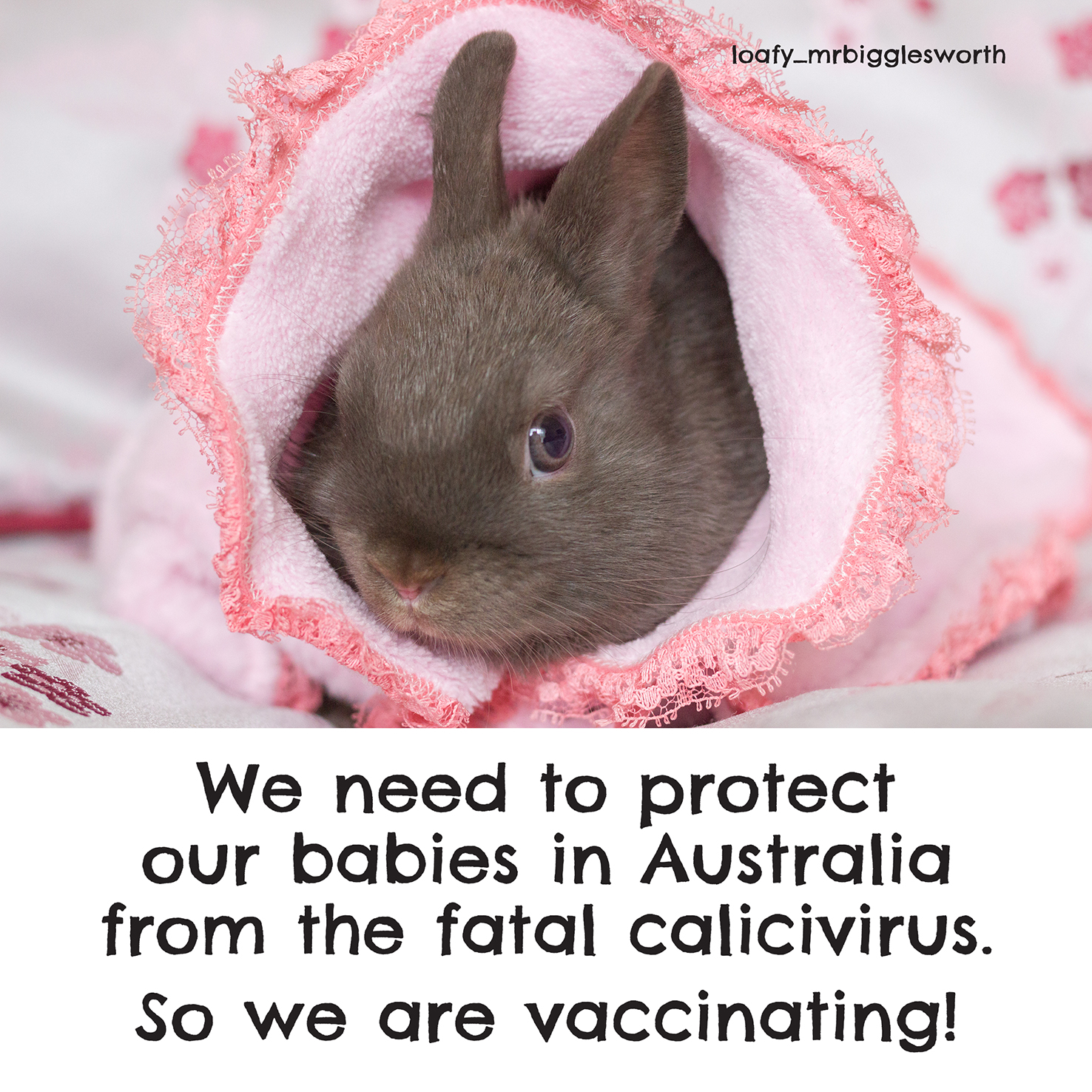 What is Rabbit Calicivirus in Australia and how do I protect my rabbit