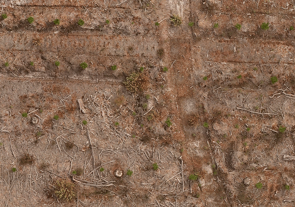 Pine tree seedlings automatically detected with our deep learning algorithm