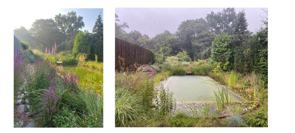 Tuin met zwemvijver