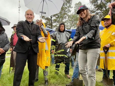 Gobierno de la Capital e iniciativa privada reforestan La Garita en jornada de Capital al 100