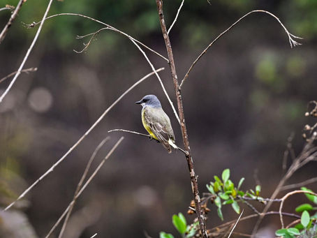 Parque Tangamanga, refugio natural de aves migratorias 