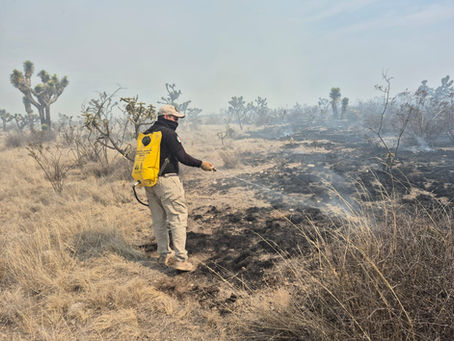 Protección Civil Estatal contiene incendio forestal en Santo Domingo
