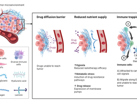 How Does the Immune System Recognize and Attack Cancer?