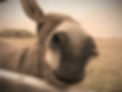 rocking R horse _edited_edited.jpg