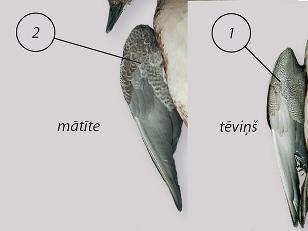 baltvederis_sparni.png