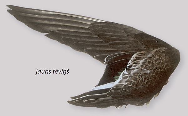 baltvederis_juv_t.png