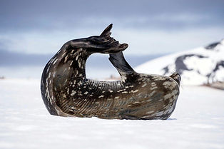 Seal.jpg