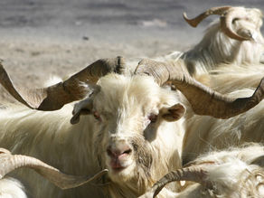 For the Love of Cashmere, No Boys Allowed