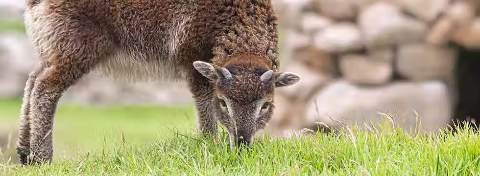 st kilda lamb.avif