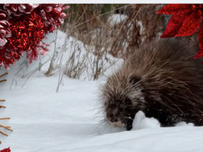 A Qiviut Crisis at Christmas