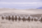 Camino-Ranch.gif