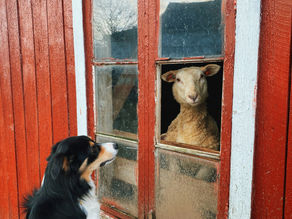 Survival of The Friendliest, The Curious Evolution of Man, Dog, and Sheep