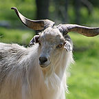 cashmeregoat.jpg