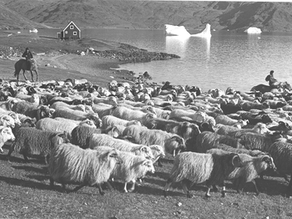 The introduction of sheep farming was, in fact, a reintroduction. Narsaq is part of the same municipality as Qassiarsuk, the site of Brattahlíð (Erik the Red’s farm). There are fertile valleys and comparatively speaking, milder winters.
