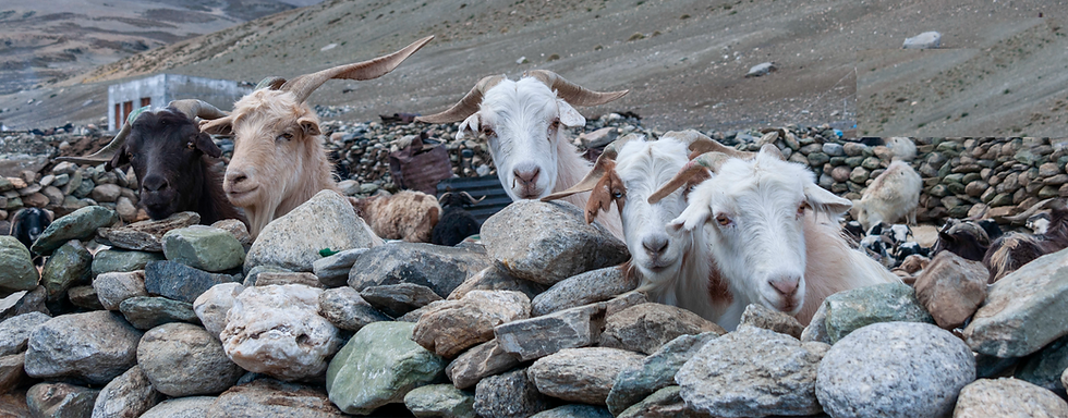 staring goats_3_edited.png