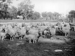 In the early 1800s, Vermont was the Silicon Valley of wool.