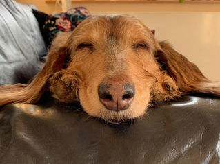 Pippi – Langstrumpf – Hunde