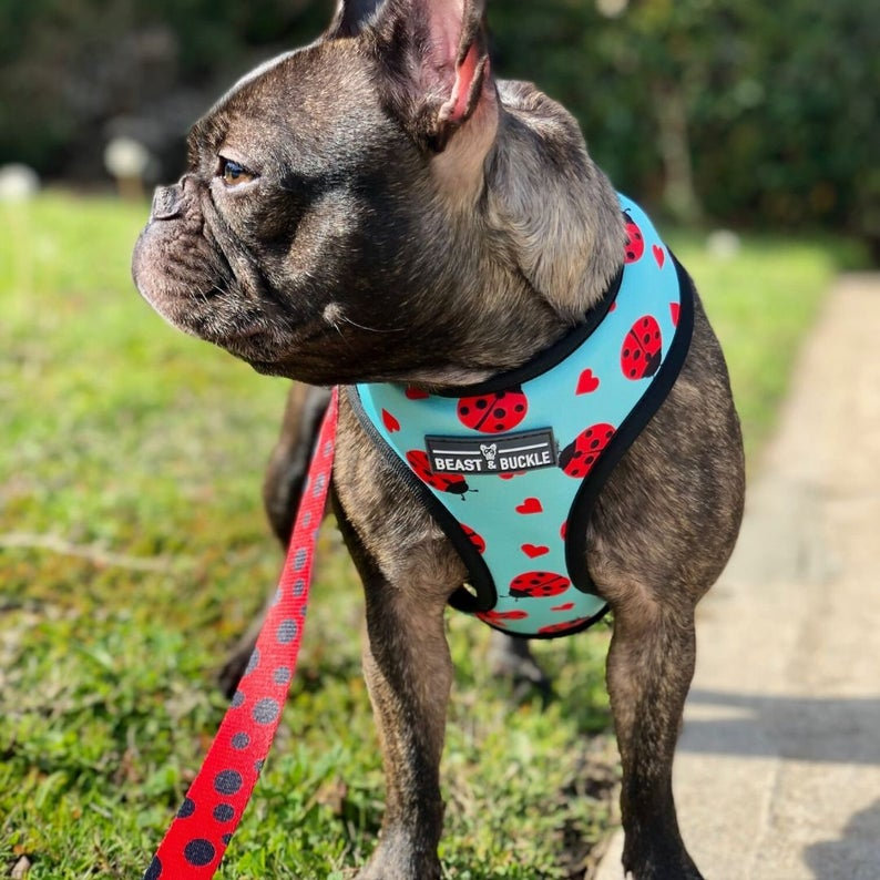 ladybug dog harness