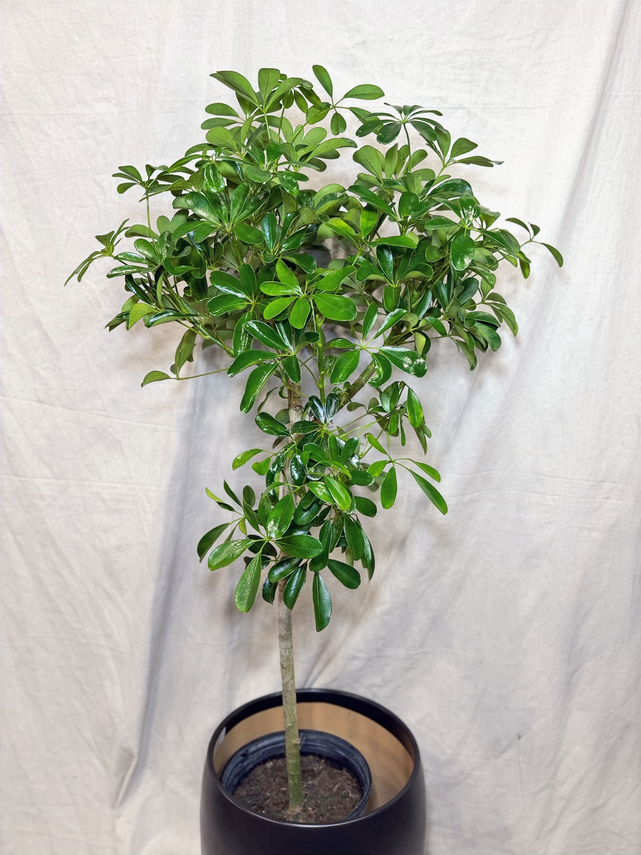 Arboricola Moon Drop (Umbrella)