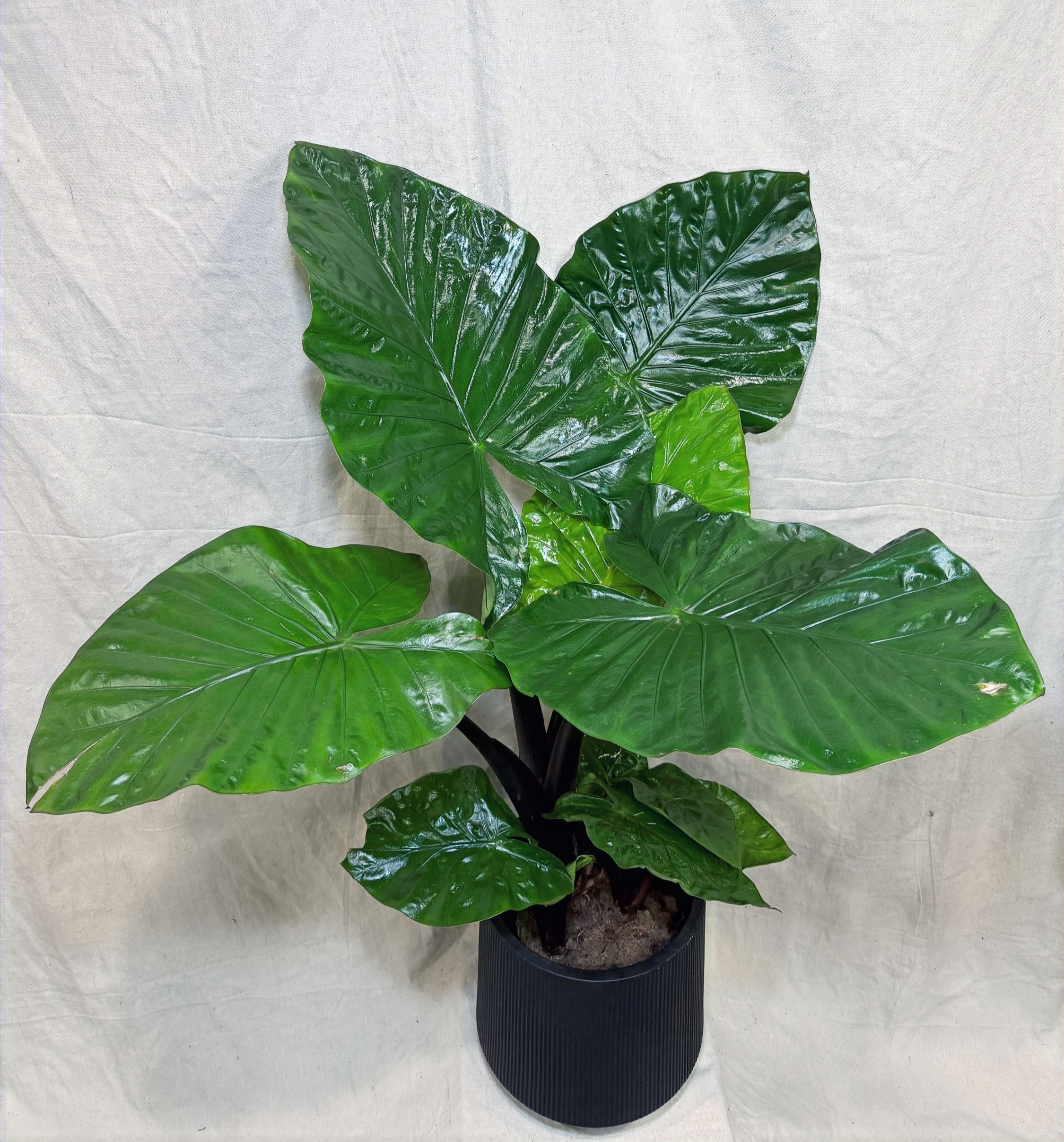 Alocasia Black Stem