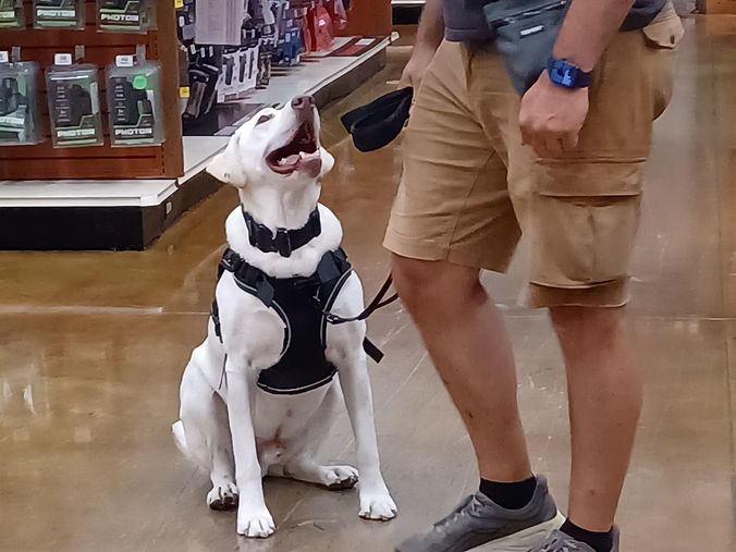 canine miracles for heroes amazon wish list_edited.jpg