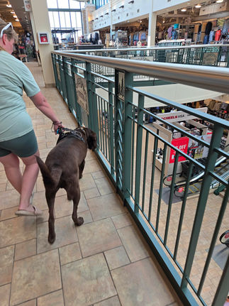 public service dog training - Zebedee at Scheels