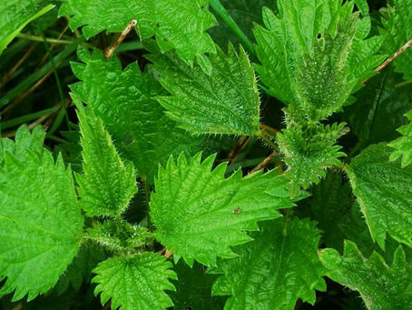 Nettle