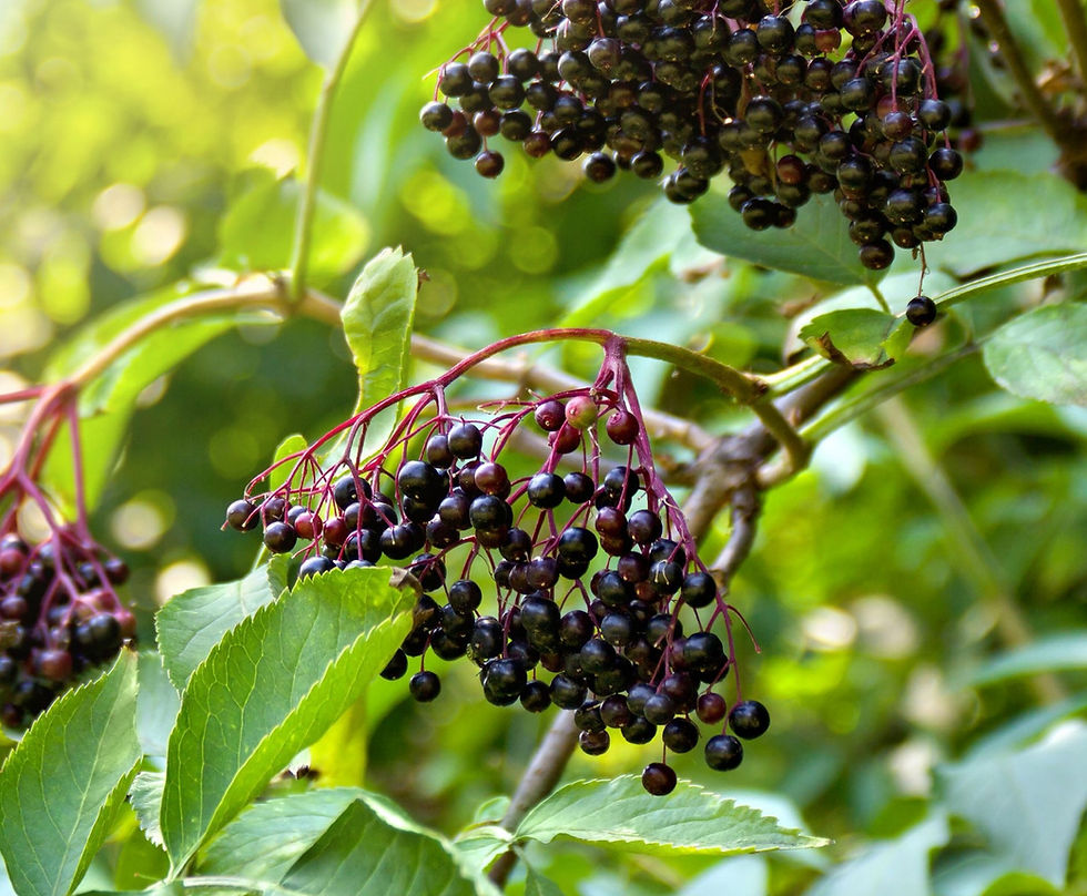 Autumn Herbal Resilience, Fruits and Roots (1)