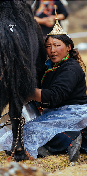 Bhutanese nomad in traditional attire milking a yak in the highland pastures under clear skies