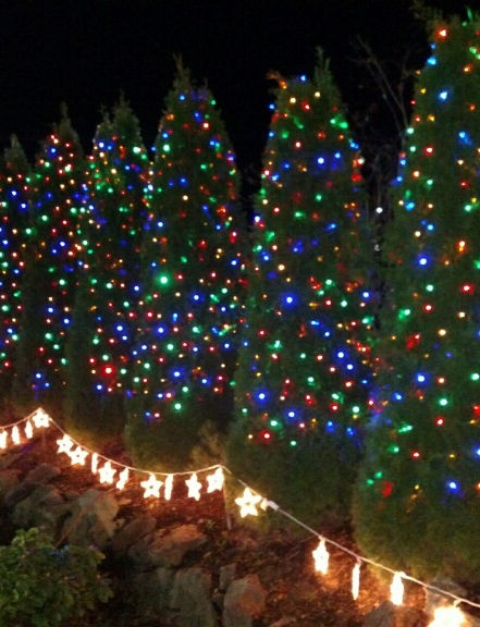 Dairyland Christmas at the farm lit trees