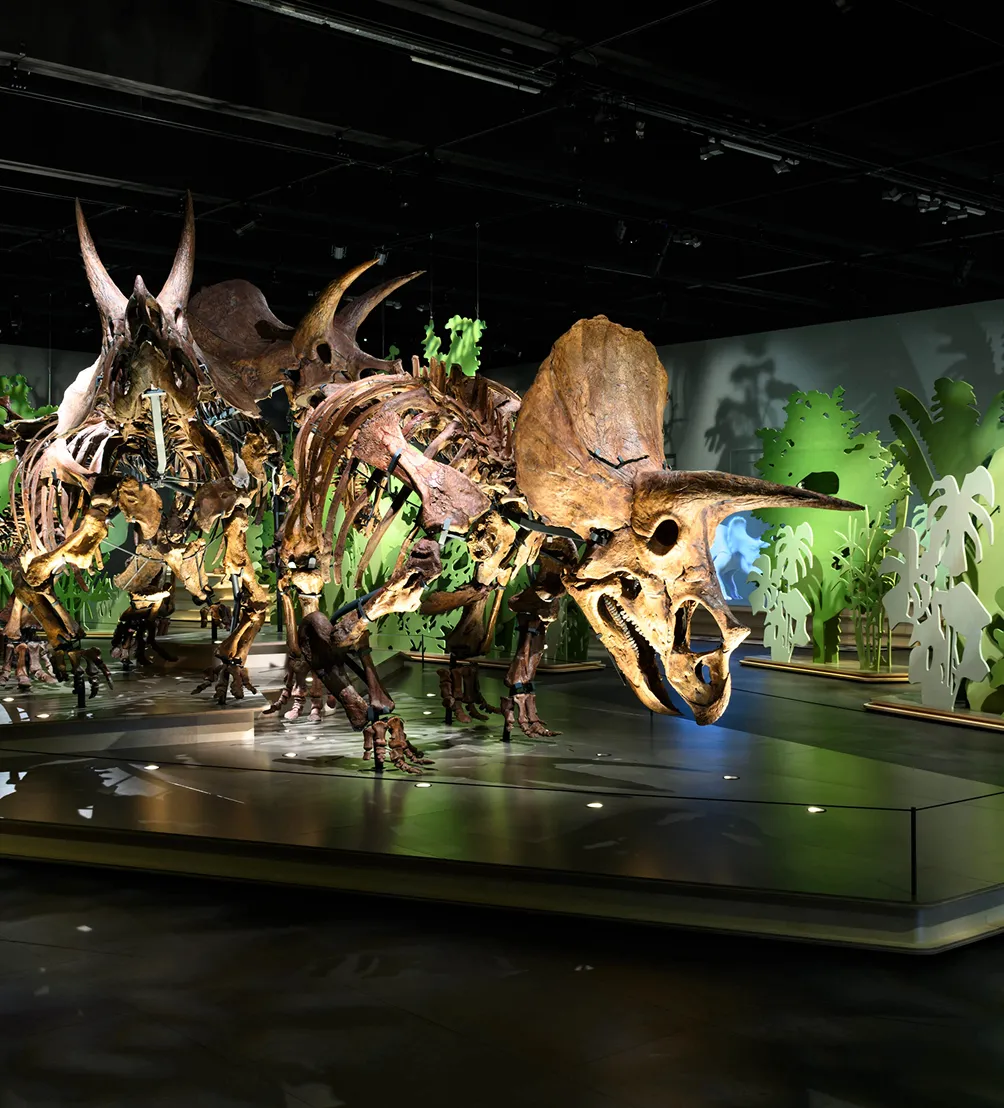 Muzeum Historii naturalnej (zdjęcie ze strony)