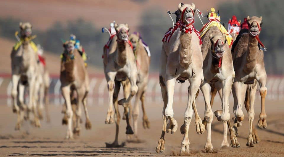 מסלול מירוצי הגמלים אל סוואן (Al Sawan)
גמלים במירוץ ראס אל ח׳ימה איחוד האמירויות