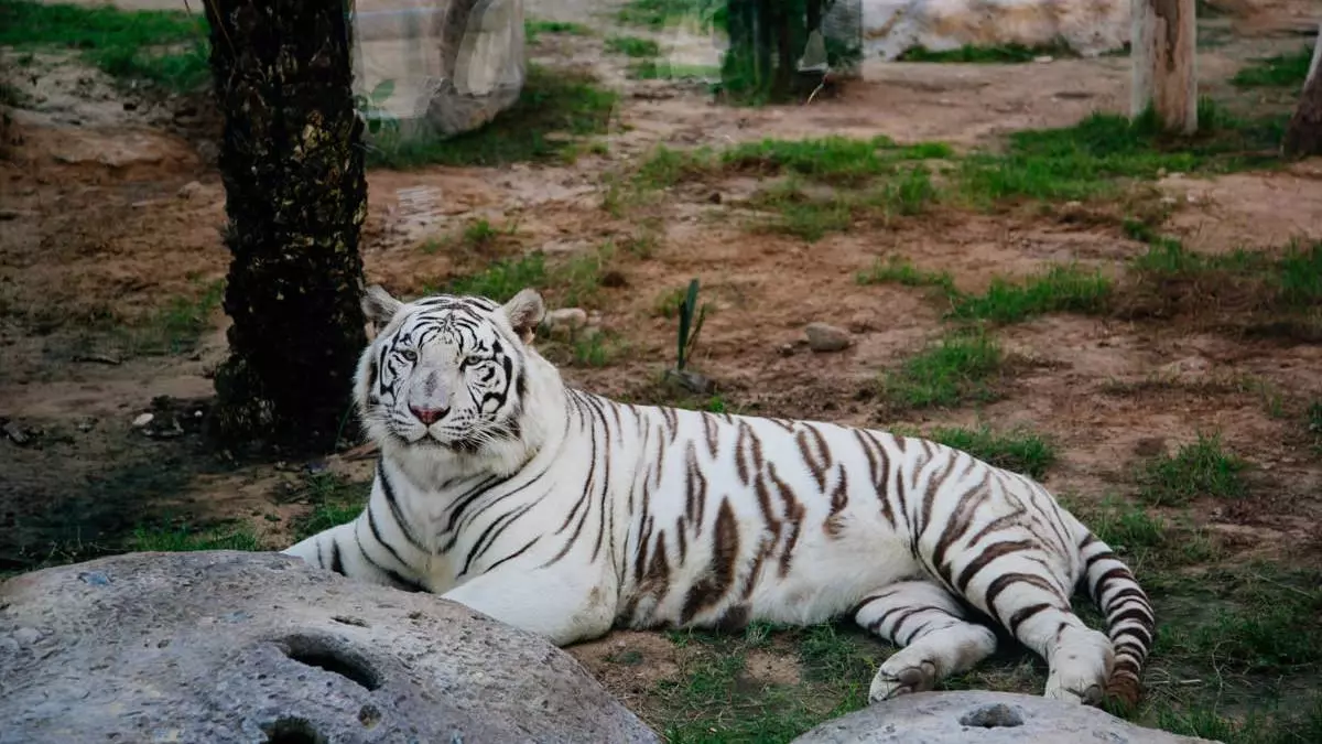 Emirates park Zoo, Abu Dhabi, ZEA (zdjęcia ze strony)