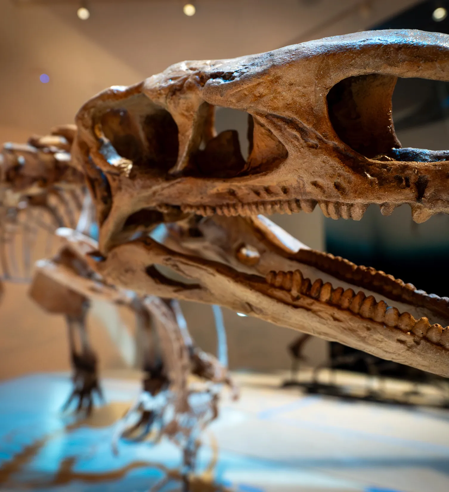Muzeum Historii naturalnej (zdjęcie ze strony)
