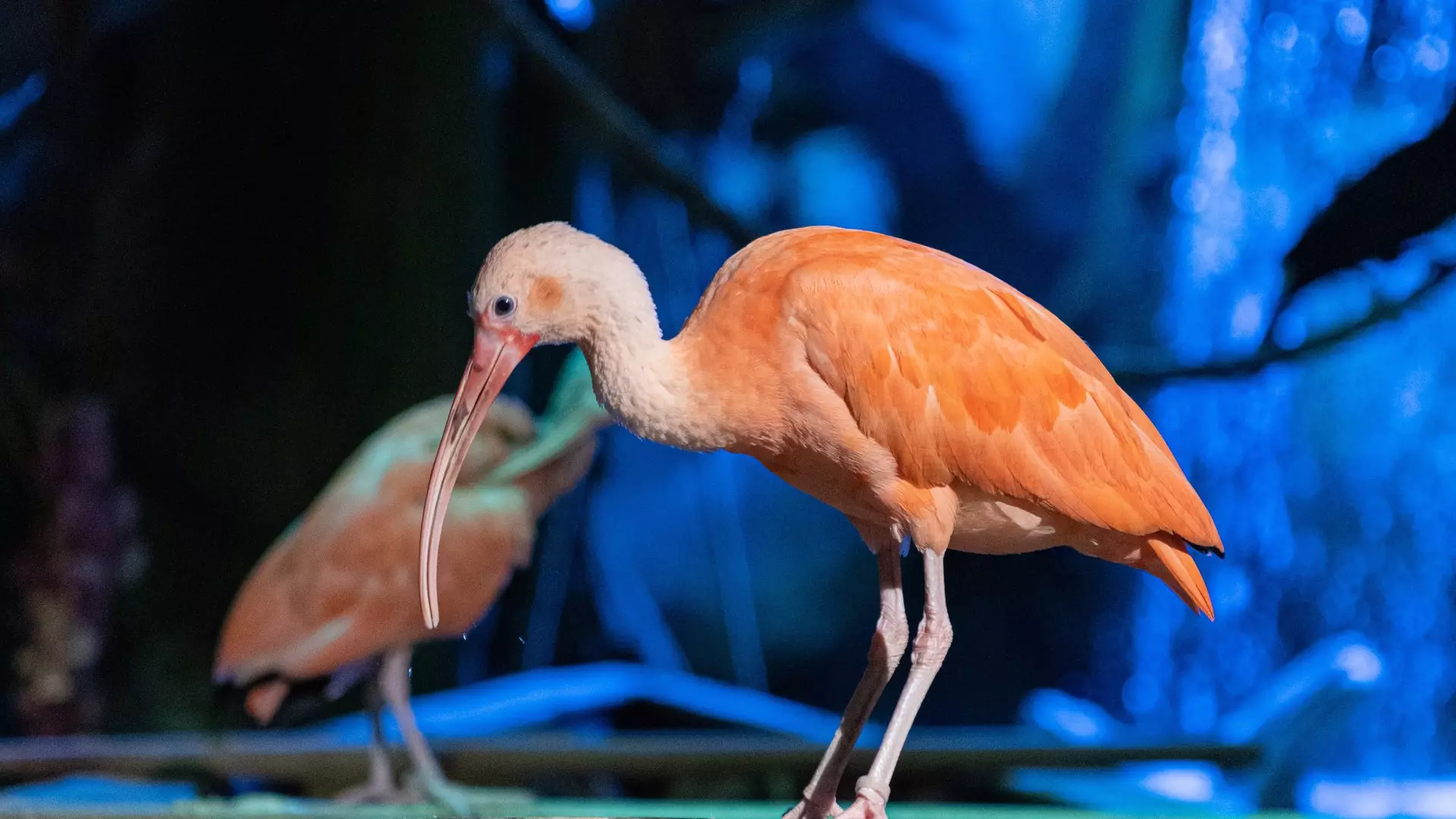 https://thenationalaquarium.ae