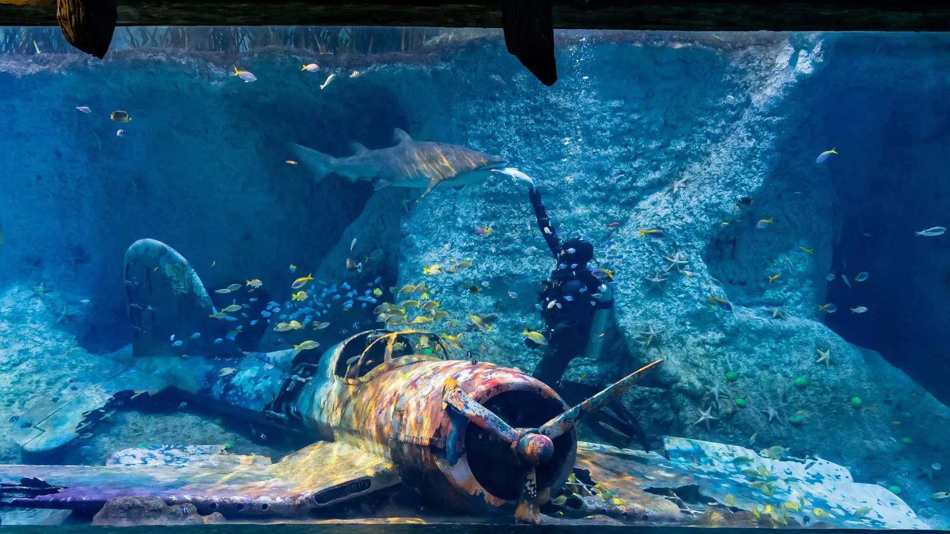 https://thenationalaquarium.ae