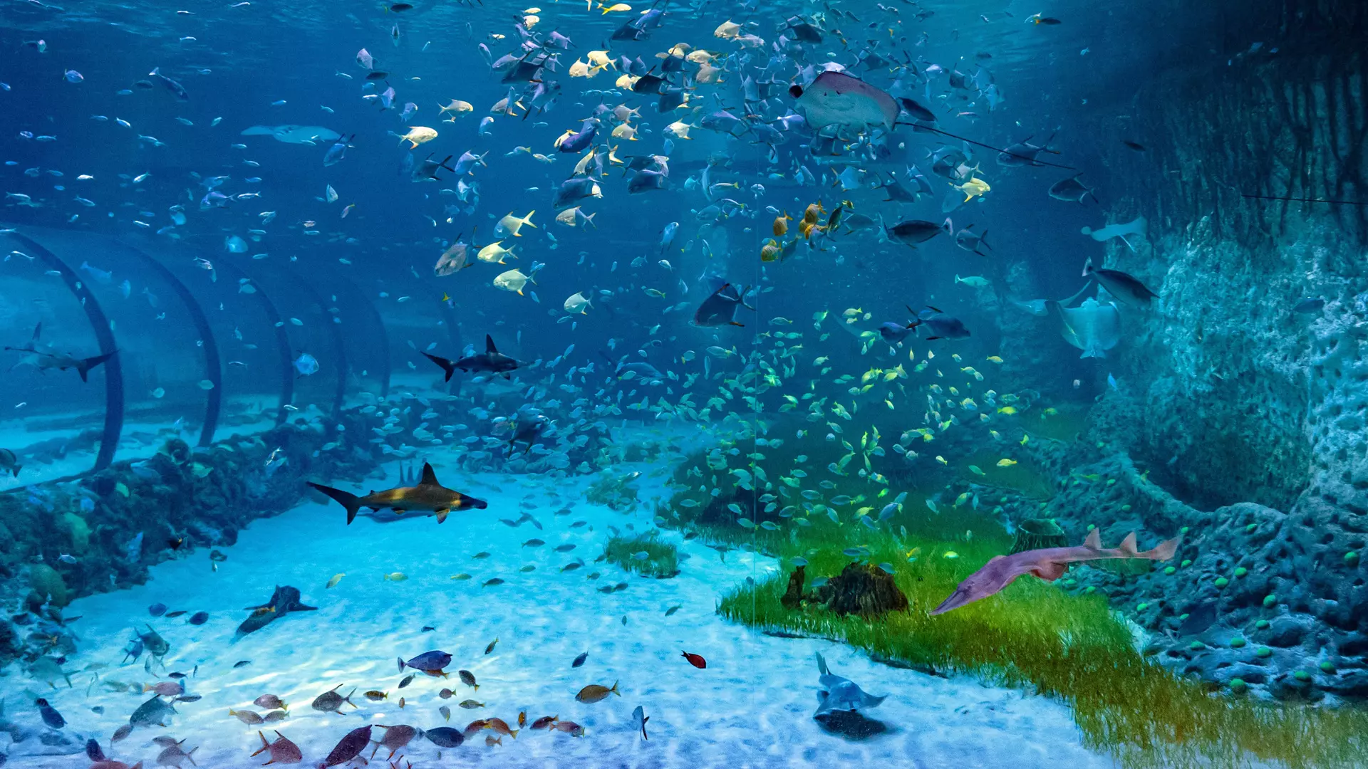 https://thenationalaquarium.ae